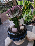 Crested Lactea Variegated Live Plants - Well Rooted Succulent Euphorbia Lactea