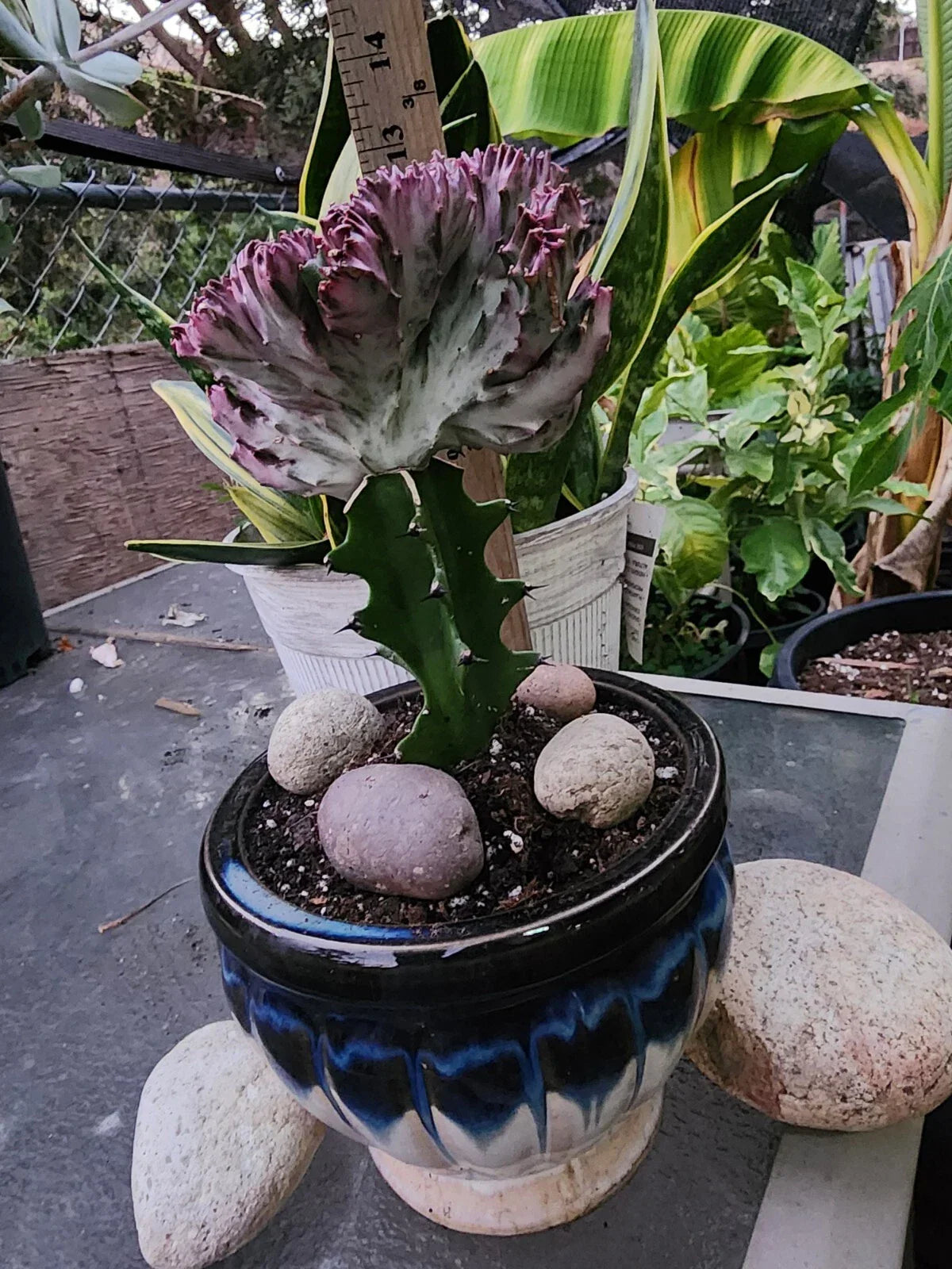 Crested Lactea Variegated Live Plants - Well Rooted Succulent Euphorbia Lactea