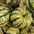 Sweet Dumpling Squash Seeds - Heirloom Winter Squash Cucurbita pepo, Compact Growth, 20+ Seeds for Garden or Container Planting