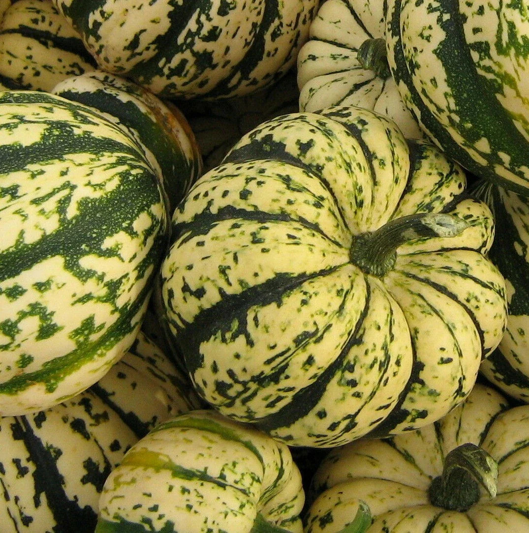 Sweet Dumpling Squash Seeds - Heirloom Winter Squash Cucurbita pepo, Compact Growth, 20+ Seeds for Garden or Container Planting
