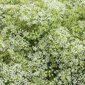 Baby's Breath Seeds - 200 Non-GMO Gypsophila paniculata Perennial Cut Flower Seeds for Pollinators