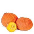 Warty Gnome Mini Pumpkin Seeds - Variegated Color, Cucurbita pepo, Decorative & Edible, 10 Pack