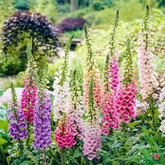 Foxglove Seeds - Organic Digitalis purpurea Biennial Seeds for Gardens, Pollinator Attracting, Free Shipping USA