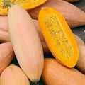 Pink Banana Squash Seeds – Organic, Non-GMO, Cucurbita maxima, 10 Pack for Home Garden, Vibrant Pink, Easy to Grow