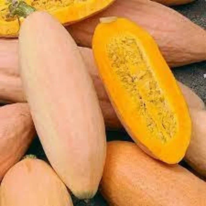Pink Banana Squash Seeds – Organic, Non-GMO, Cucurbita maxima, 10 Pack for Home Garden, Vibrant Pink, Easy to Grow