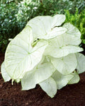 Caladium Bulbs Florida Moonlight 5 Pack - Caladium bicolor Heart-Shaped Leaves for Shade Gardens