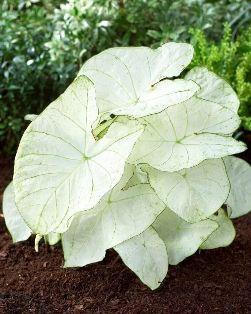Caladium Bulbs Florida Moonlight 5 Pack - Caladium bicolor Heart-Shaped Leaves for Shade Gardens