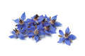 Borage Flower Seeds Pack 75+ | Borago Officinalis Edible & Medicinal Herb Seeds for Garden Planting