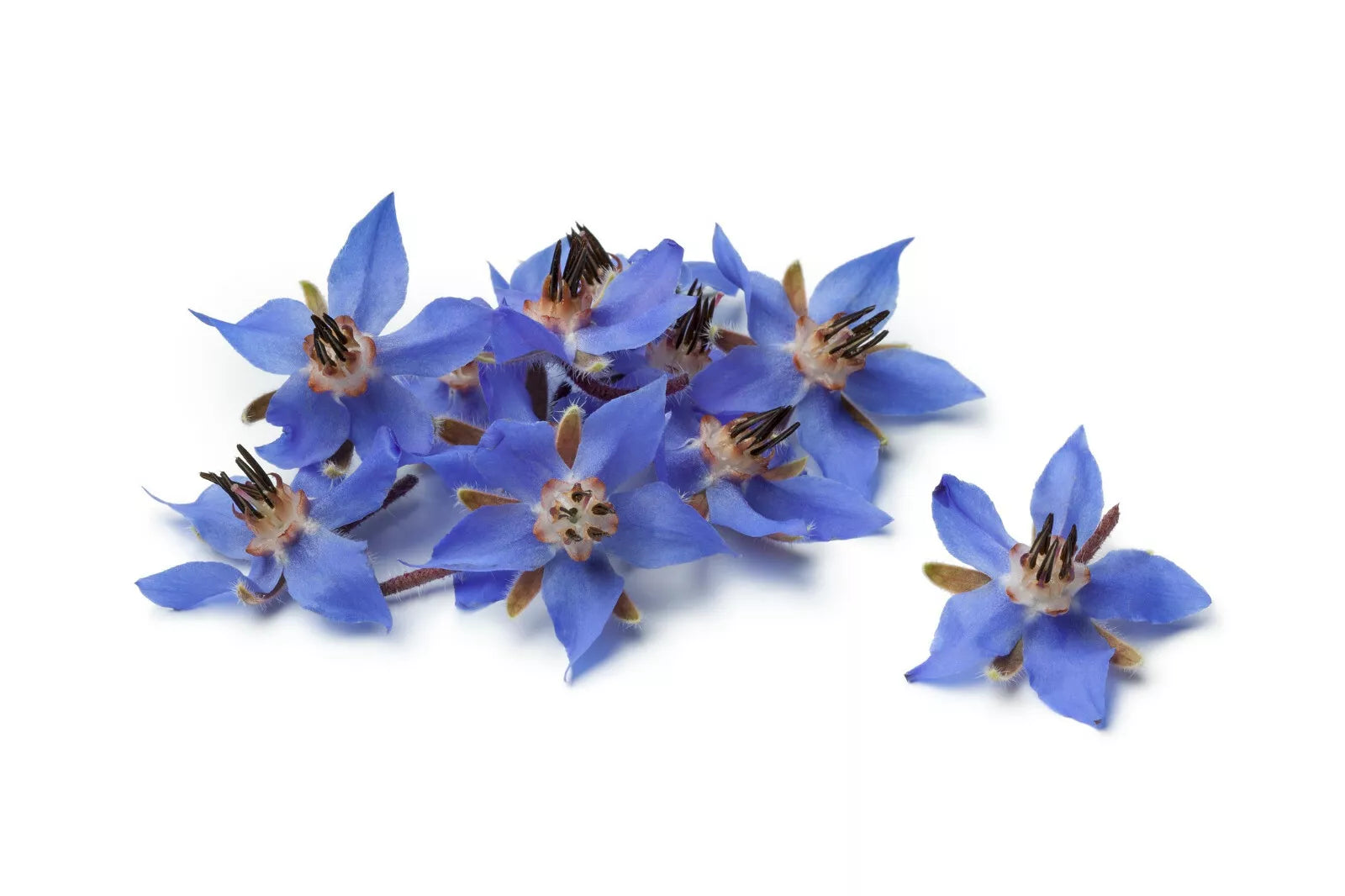 Borage Flower Seeds Pack 75+ | Borago Officinalis Edible & Medicinal Herb Seeds for Garden Planting