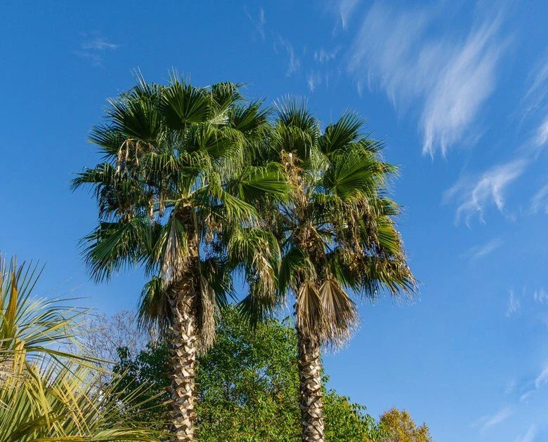 California Desert Fan Palm Tree Seeds - Washingtonia Filifera, Cold Hardy Zone 8, Drought Tolerant, Pack of 10 Seeds