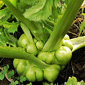 Chinese Stem Mustard Seeds | Brassica juncea var. tsatsai | Edible Tuber Seeds for Asian Cuisine & Gardening