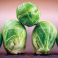 Brussels Sprouts Seeds - Long Island 100 Count - Brassica oleracea var. gemmifera - Compact, Edible Sprouts for Fall & Winter Gardening