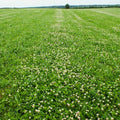 Dutch White Clover Seeds - Ground Cover, Lawn, Trifolium repens, Perennial, Pollinator-Friendly, Drought-Resistant Seed Packets