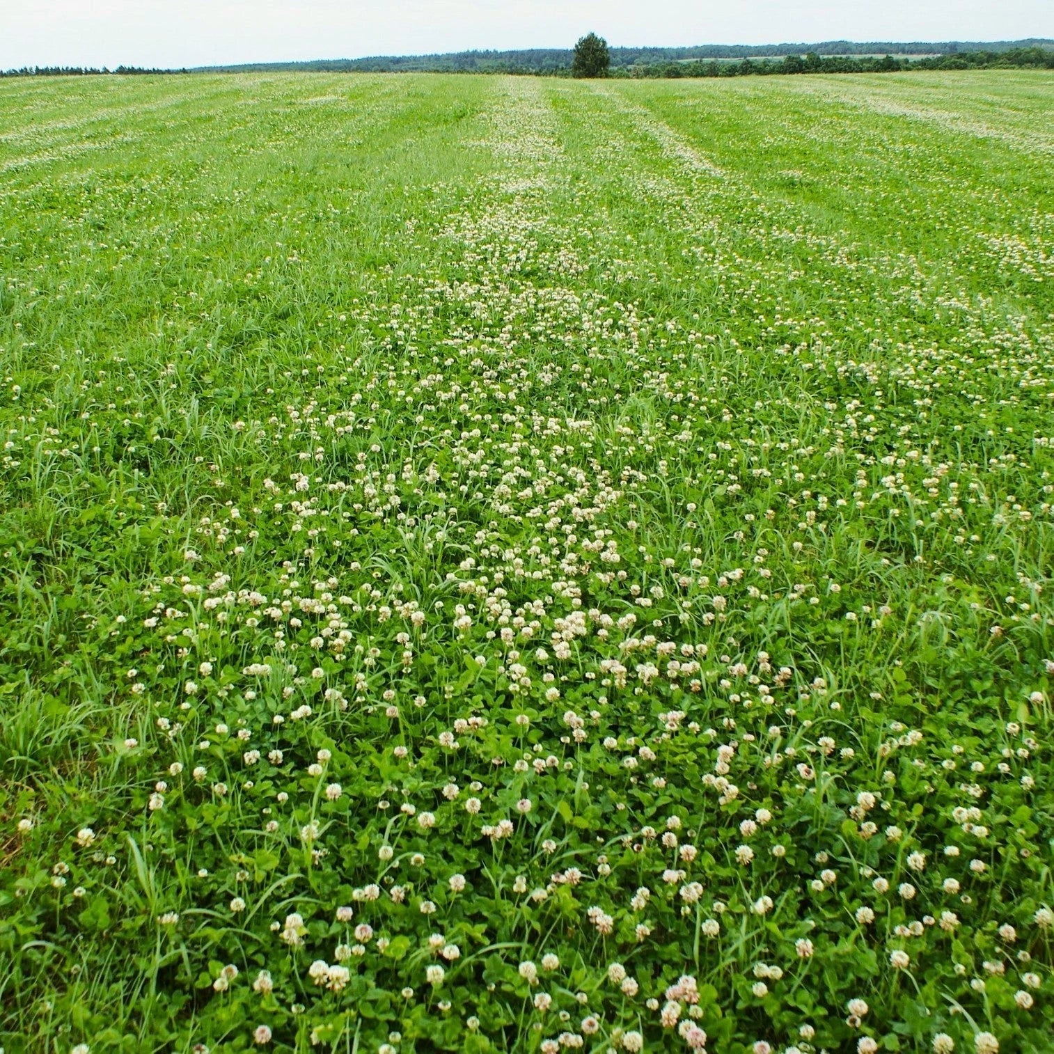 Dutch White Clover Seeds - Ground Cover, Lawn, Trifolium repens, Perennial, Pollinator-Friendly, Drought-Resistant Seed Packets