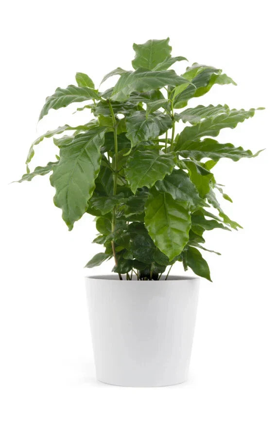 Rooted Arabica Coffee Plant Starter - Coffea arabica Indoor Garden, Home Coffee Growing, 4-inch Pot