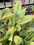 RARE RHIPSALIS GOEBELIANA Jungle Cactus Cuttings - 4 Pieces, 6” Long, Easy Care Indoor Succulent