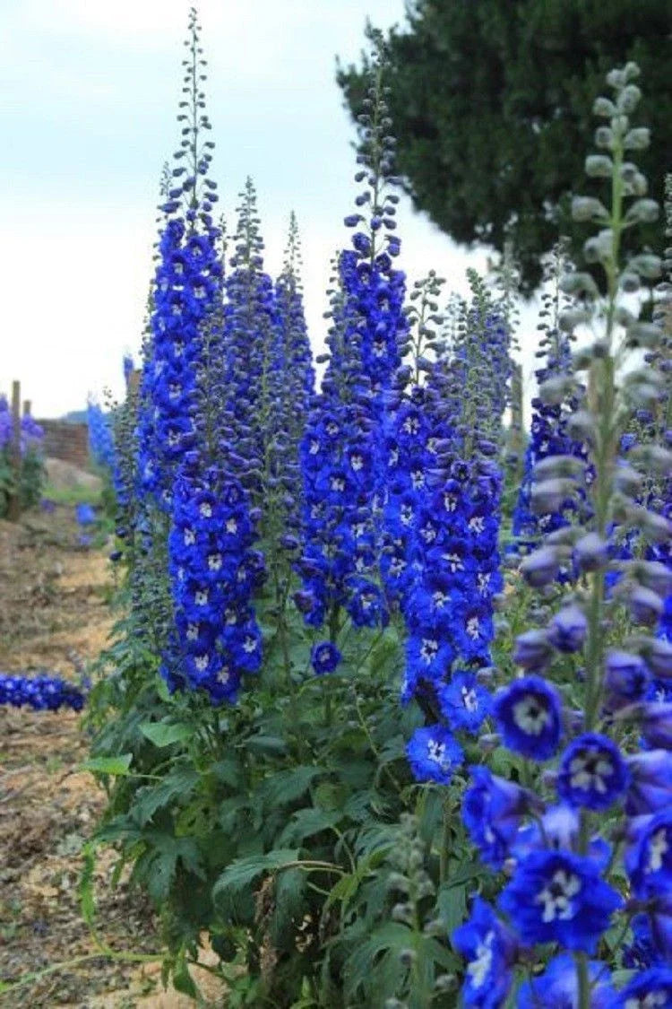 Bright Blue Delphinium Seeds Mix - 50 Perennial Flower Seeds for Borders, Cut Flowers, Cottage Gardens | Delphinium spp.