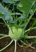 White Viena Kohlrabi Seeds - Organic Brassica oleracea Vegetable Seeds for Home Garden Planting, 300+ Non-GMO Heirloom Seeds