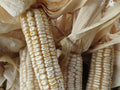 Hickory King White Corn Seeds - Non-GMO Heirloom Zea mays for Grits, Meal, Tortillas - Large Field Corn Seed Pack