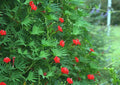 Cardinal Climber Vine Seeds - Red Flowering Ipomoea quamoclit, Hummingbird Attracting Climbing Vine, 24 Pack