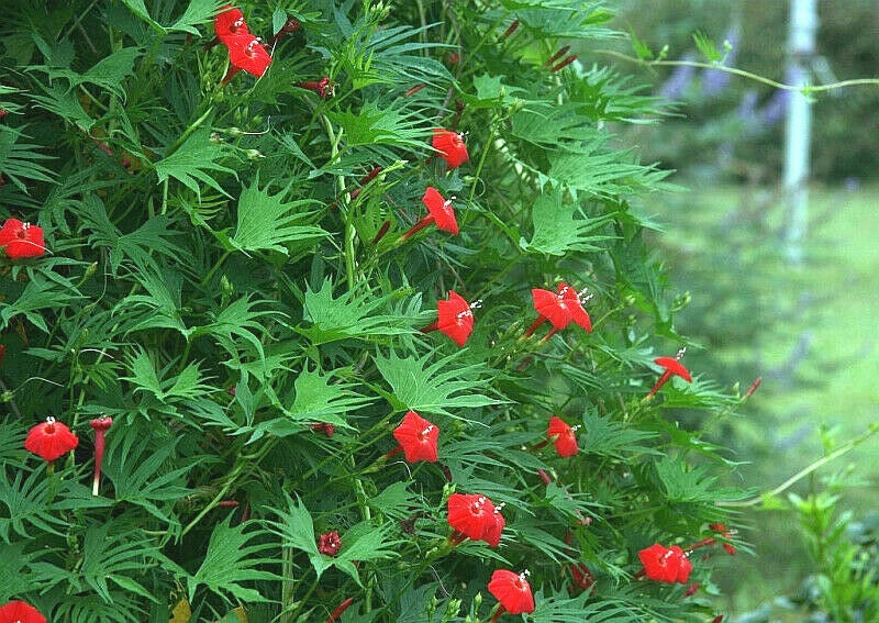 Cardinal Climber Vine Seeds - Red Flowering Ipomoea quamoclit, Hummingbird Attracting Climbing Vine, 24 Pack