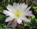 Epiphyllum Himmelsauge Cuttings - Orchid Cactus, 8-10 Inches, Propagatable, Indoor & Outdoor Gardening, Epiphyllum oxypetalum
