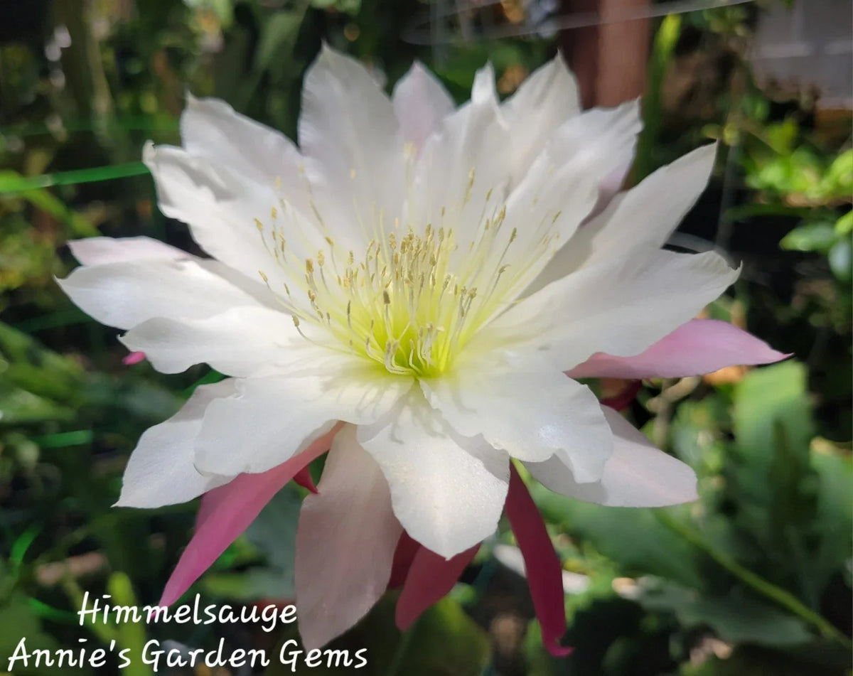 Epiphyllum Himmelsauge Cuttings - Orchid Cactus, 8-10 Inches, Propagatable, Indoor & Outdoor Gardening, Epiphyllum oxypetalum