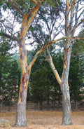 Eucalyptus Seeds - River Red Gum - Longbeak Eucalyptus - Eucalyptus camaldulensis - Drought-Tolerant Tree Seeds