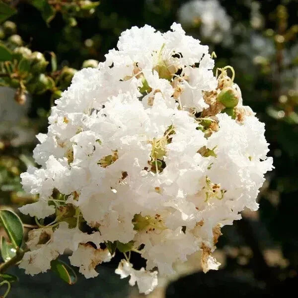 Super Rare Crape Myrtle Cuttings - Lagerstroemia indica 'Natchez' - 5 Rooting or Grafting Cuttings