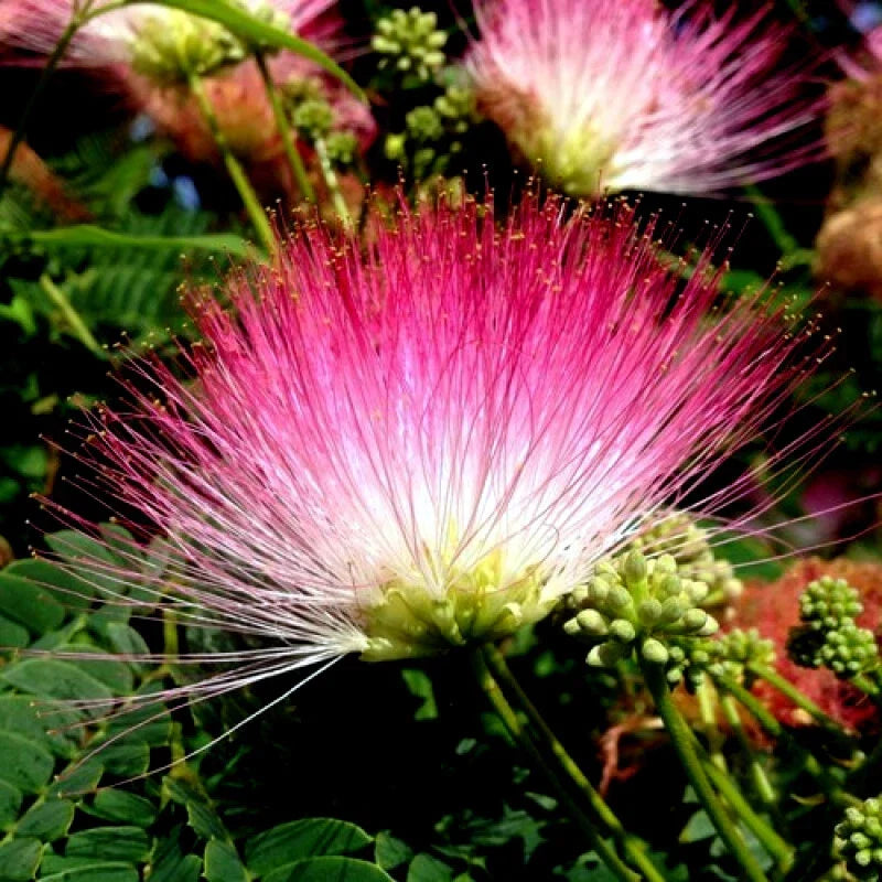 Rain Tree Seeds "Hitachi" Albizia saman Tropical Flower Garden Landscaping Pack of 10
