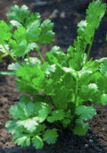 Cilantro Seeds 500 Heirloom Non-GMO Coriandrum sativum Culinary Herb for Fresh Flavor