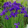 Japanese Iris Plants - 2 Bare Root Ceasars Brother Purple Perennial Iris germanica for Garden