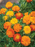 Boy O' Boy Marigold Seeds - Tagetes erecta, 25+ Seeds for Garden, Vibrant Mix of Orange, Yellow, Gold, Annual Plant