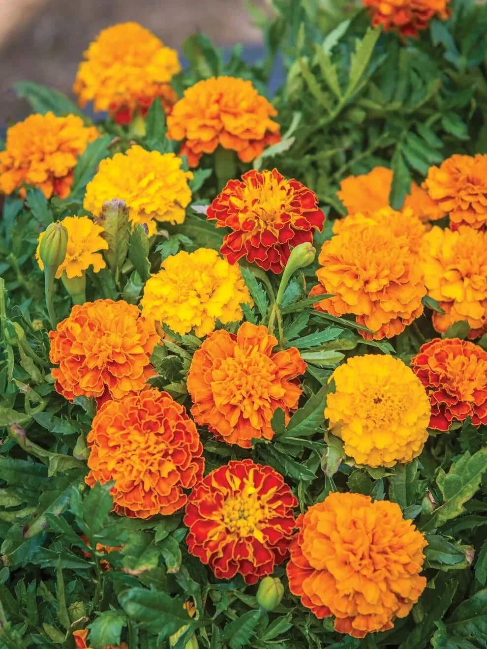 Boy O' Boy Marigold Seeds - Tagetes erecta, 25+ Seeds for Garden, Vibrant Mix of Orange, Yellow, Gold, Annual Plant