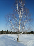 Asian White Barked Birch Seeds - Betula platyphylla - Fast Growing Tree for Landscaping & Garden