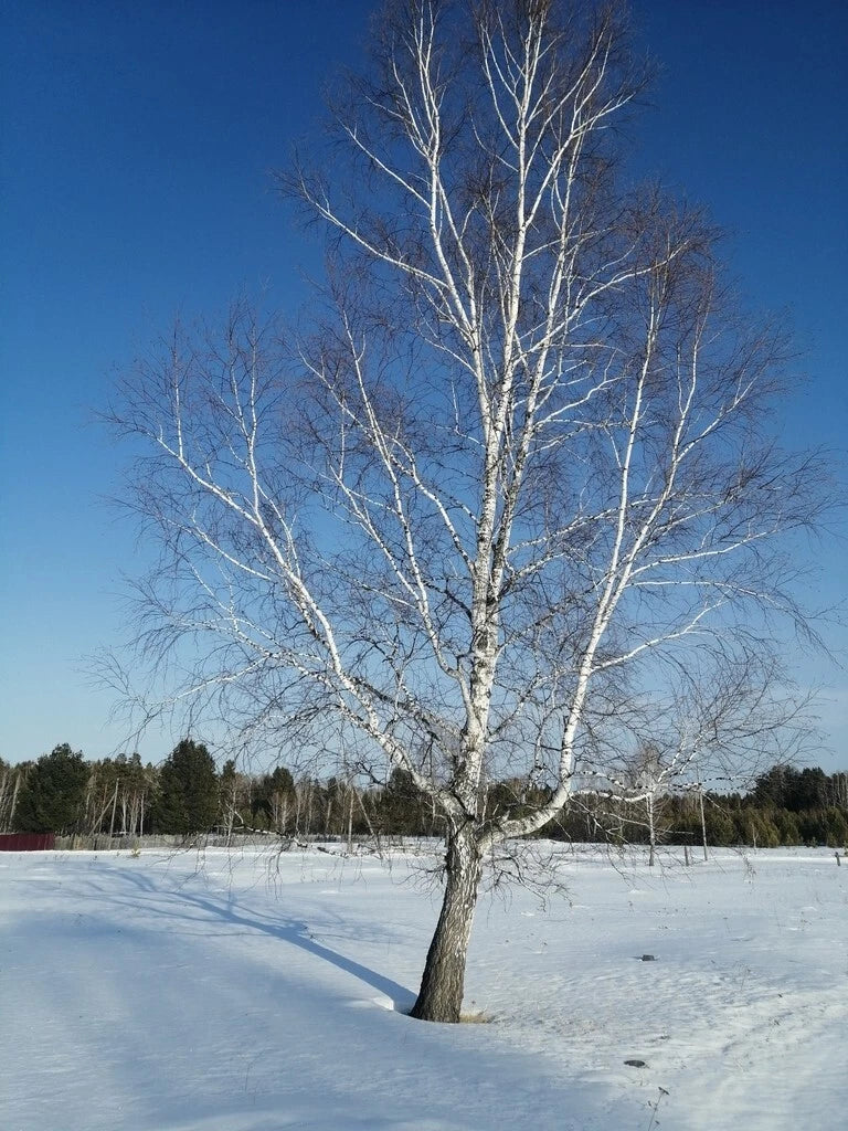 Asian White Barked Birch Seeds - Betula platyphylla - Fast Growing Tree for Landscaping & Garden