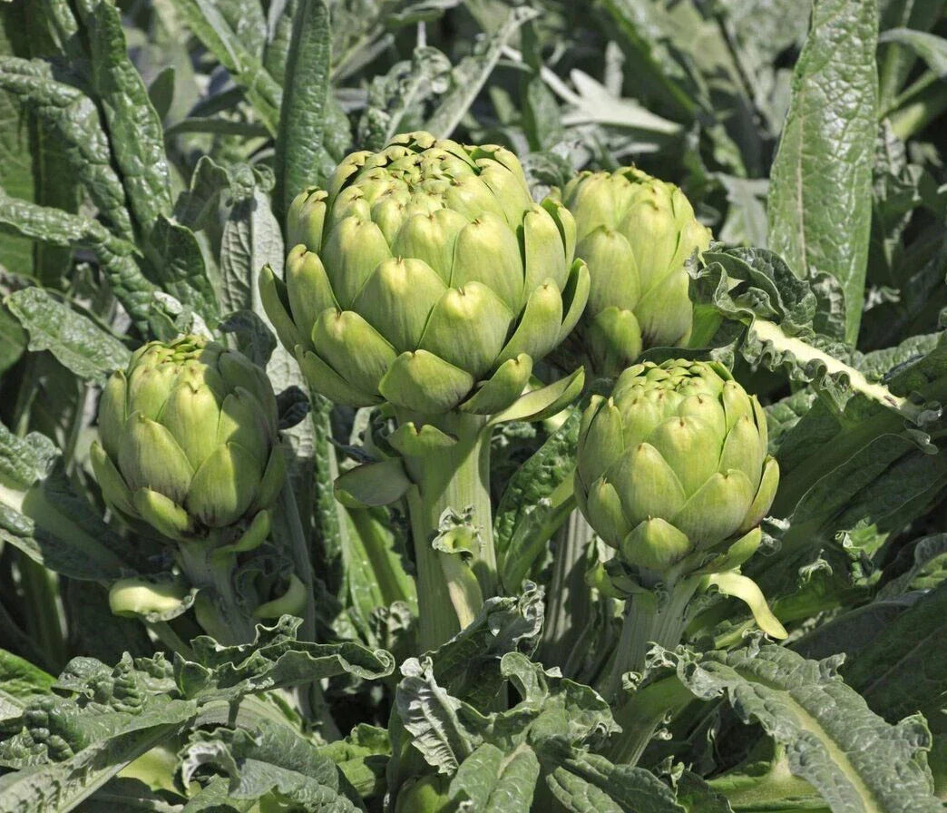 Green Globe Artichoke Seeds - 20+ Pack - Cynara scolymus Vegetable Seeds for Home Garden & Culinary Use