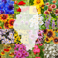 Illinois Wildflower Seed Mix 1 lb Bulk for 2,000 sq ft – Native Illinois Wildflower Blend for Pollinators & Biodiversity