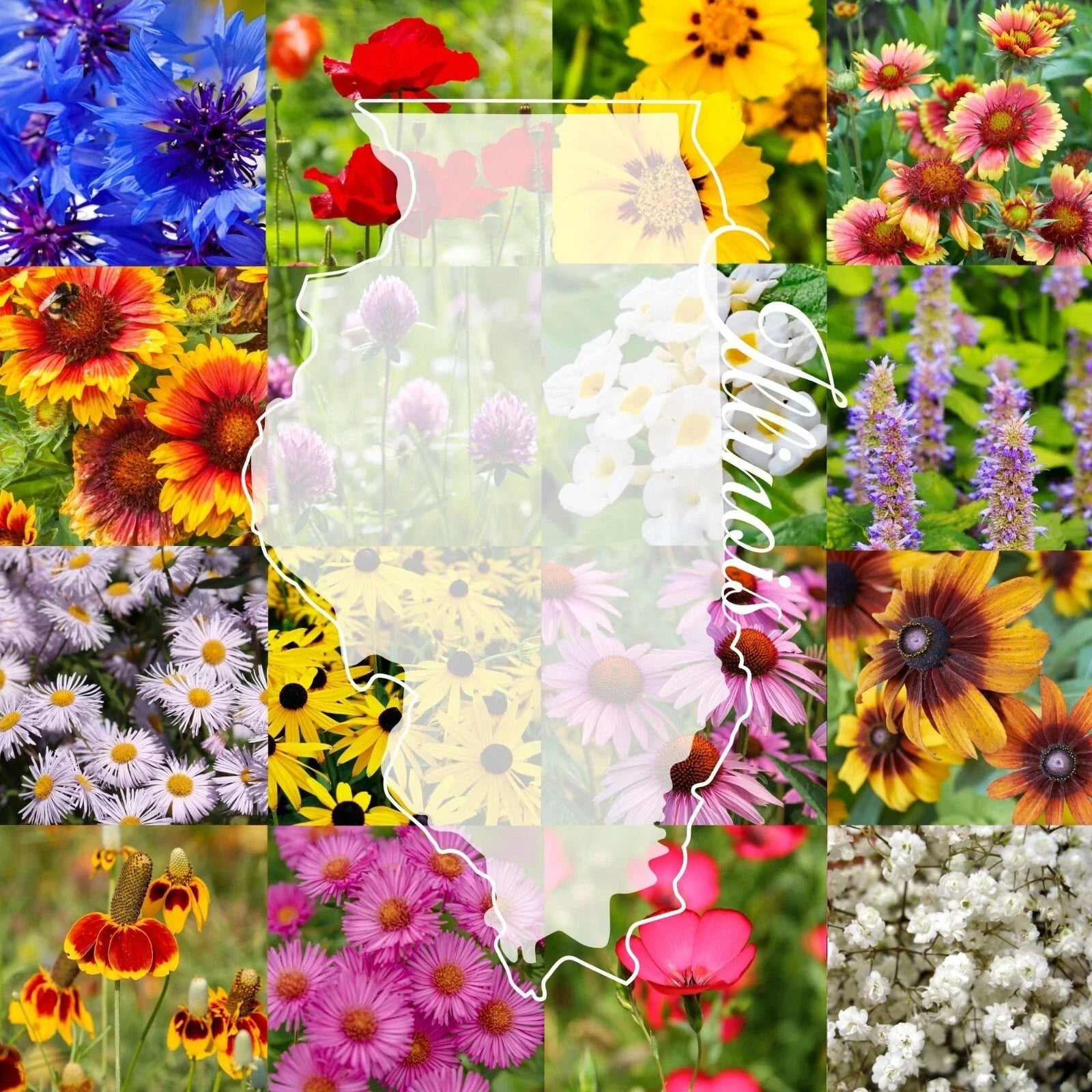 Illinois Wildflower Seed Mix 1 lb Bulk for 2,000 sq ft – Native Illinois Wildflower Blend for Pollinators & Biodiversity