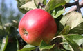 Freedom Apple Seeds - Heirloom Malus domestica for Home Garden, Non-GMO, USA Grown, Pack of 25 Seeds
