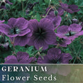 Geranium Seeds - 100+ Dragonheart Fragrant Flower Seeds Pelargonium hortorum Non-GMO for Garden Beds & Containers