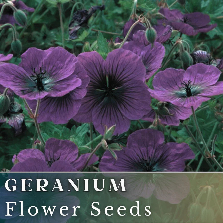Geranium Seeds - 100+ Dragonheart Fragrant Flower Seeds Pelargonium hortorum Non-GMO for Garden Beds & Containers
