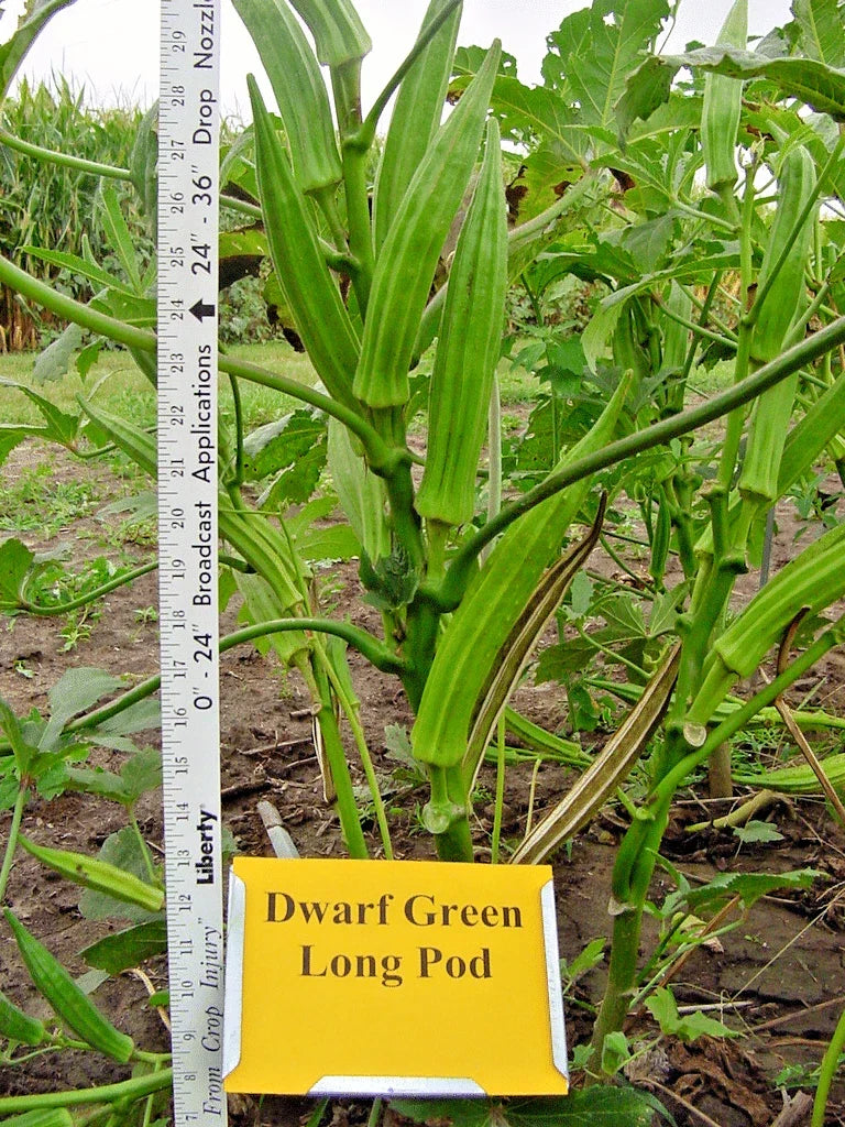 Perkins Dwarf Okra Seeds - Compact 4" Plant, Full-Size 8" Pods, Abelmoschus esculentus, Container Garden, Drought Tolerant, Non-GMO
