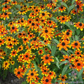 Prairie Glow Rudbeckia Seeds - 200+ Pack, Rudbeckia hirta, Perennial Flower for Garden, Bright Yellow Blooms, Attracts Pollinators