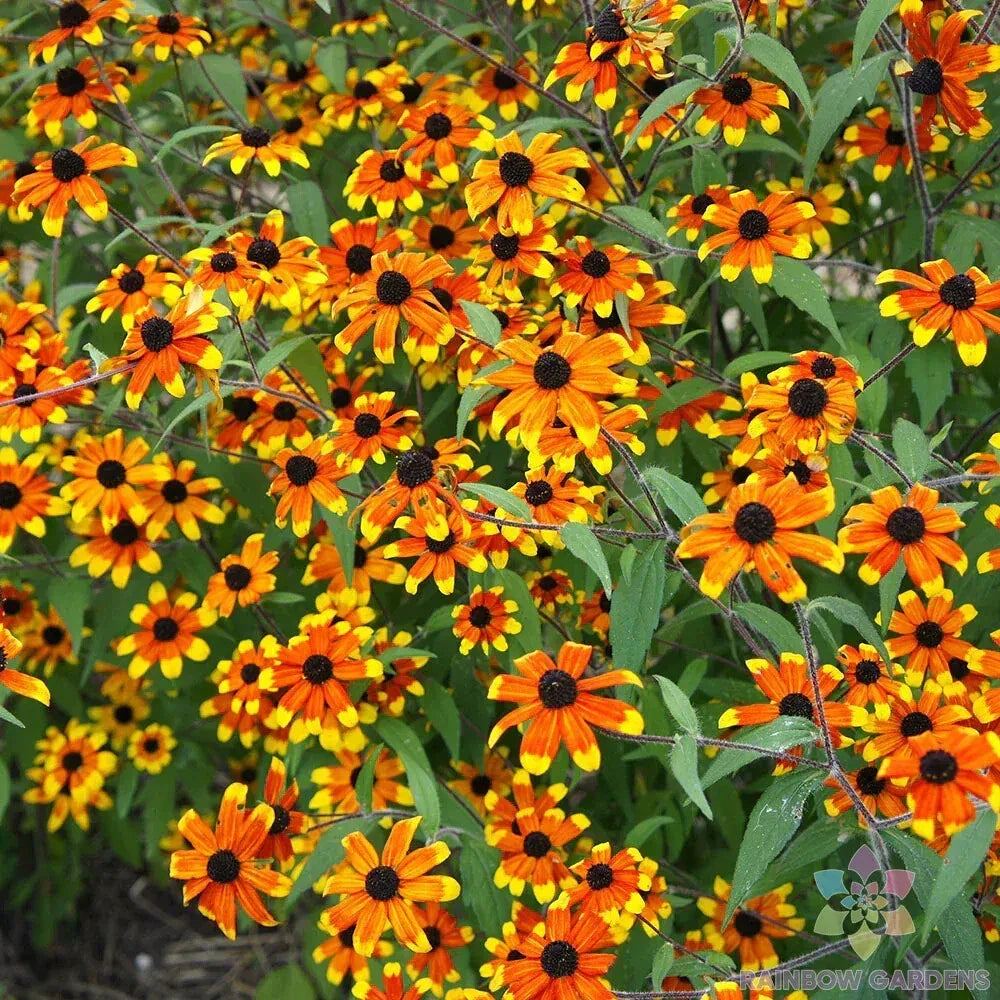 Prairie Glow Rudbeckia Seeds - 200+ Pack, Rudbeckia hirta, Perennial Flower for Garden, Bright Yellow Blooms, Attracts Pollinators
