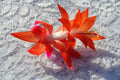 Christmas Cactus Starter Plant - Sunset Glow Schlumbergera Truncata - Indoor Houseplant for Home Decor