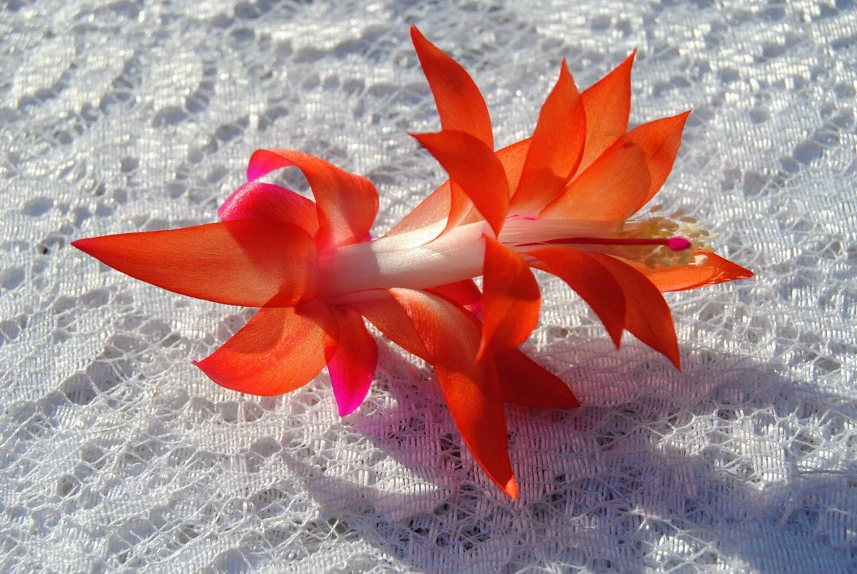 Christmas Cactus Starter Plant - Sunset Glow Schlumbergera Truncata - Indoor Houseplant for Home Decor