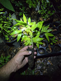 Chamaedorea seifrizii Seedling | Bamboo Palm Starts | Exotic Houseplant with Lush Green Foliage