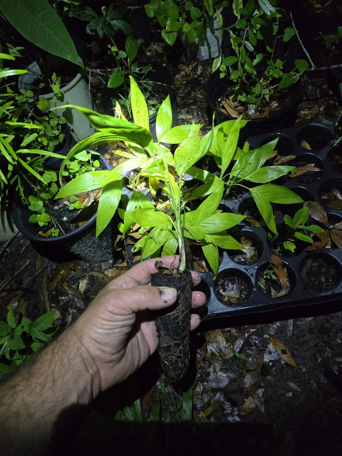 Chamaedorea seifrizii Seedling | Bamboo Palm Starts | Exotic Houseplant with Lush Green Foliage