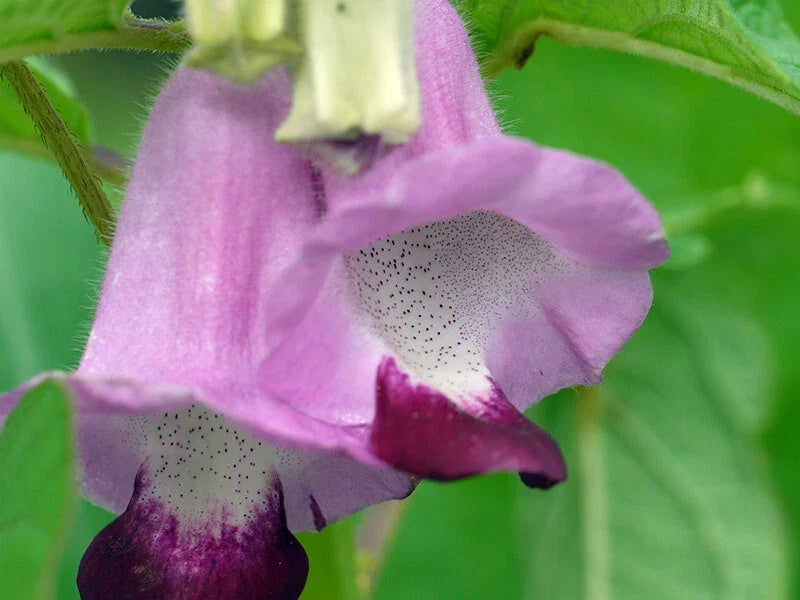 Sesame Seeds Pack - 130 Seeds - Light Cream to Pink Flowers - Sesamum indicum - Garden Planting Seeds